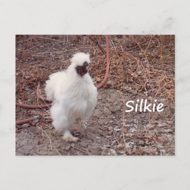 Tarjeta postal de Silkie Bantam Chicken (Anverso)