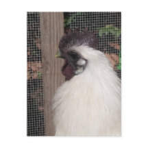 Tarjeta postal de Silkie Rooster