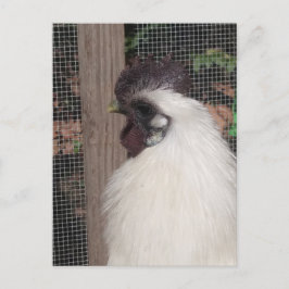 Tarjeta postal de Silkie Rooster