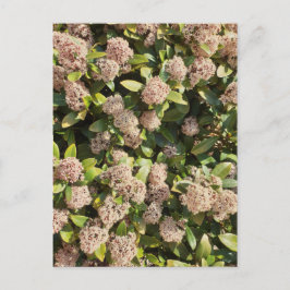 Tarjeta postal de Skimmia Japonica en el parque