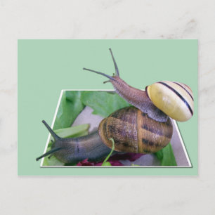 Tarjeta postal de Snacks