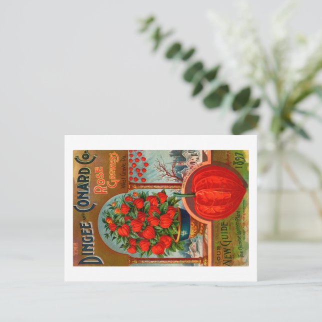 Tarjeta postal de sobre de semillas vintage.  (Anverso de pie)