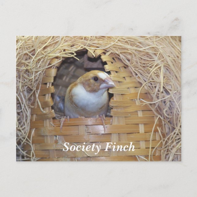 TARJETA POSTAL DE SOCIEDAD FINCH (Anverso)