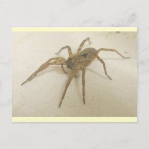 Tarjeta postal de Spider para visitantes de cocina