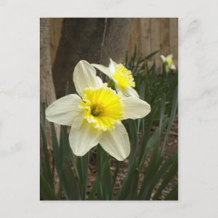 Tarjeta postal de Spring Daffodils