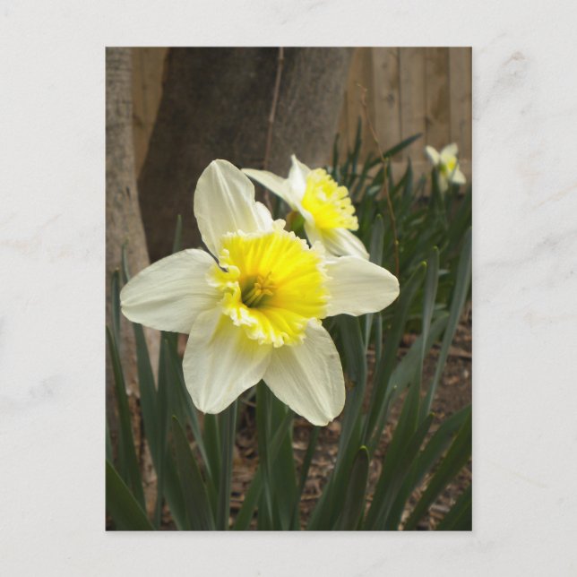 Tarjeta postal de Spring Daffodils (Anverso)