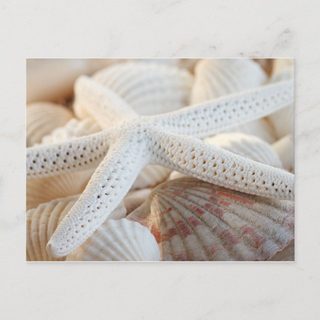TARJETA POSTAL DE STARFISH Y SEASHELLS (Anverso)
