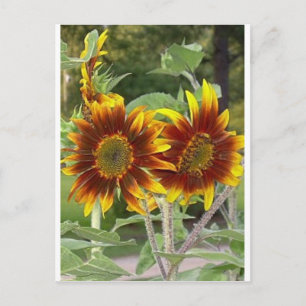 Tarjeta postal de SunFlowers