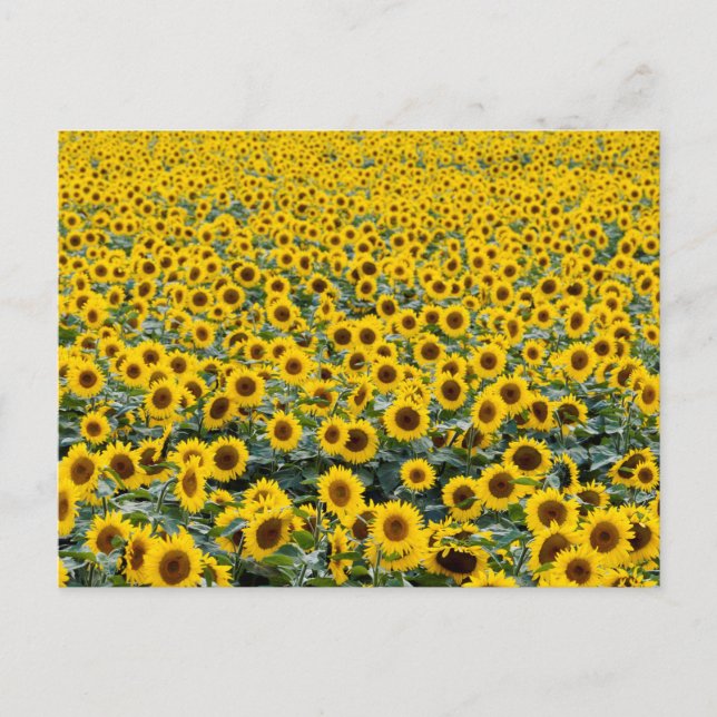TARJETA POSTAL DE SUNFLOWERS (Anverso)