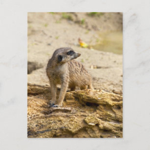 Tarjeta postal de suricata