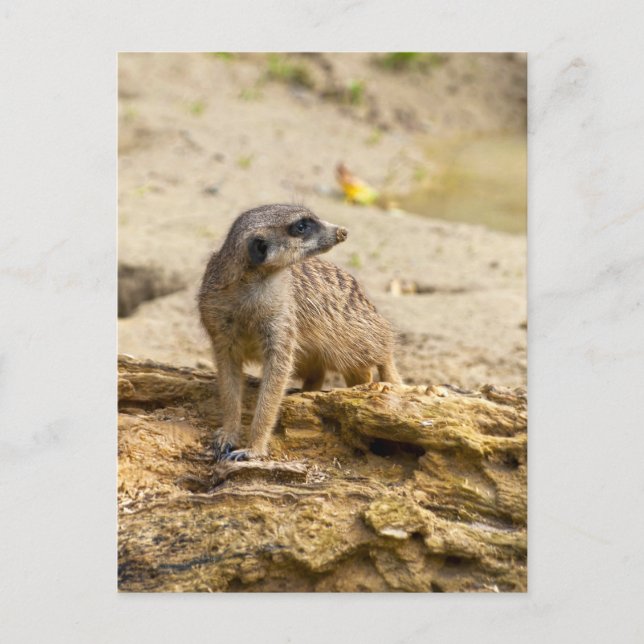 Tarjeta postal de suricata (Anverso)