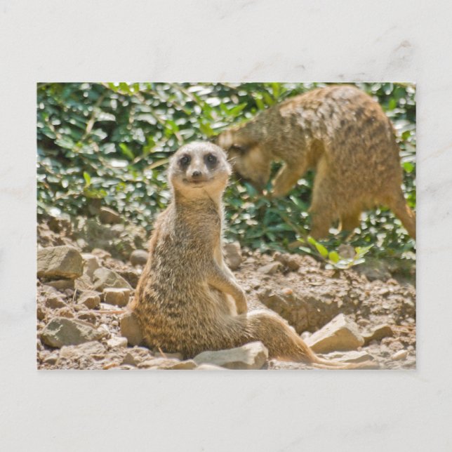 Tarjeta postal de suricata (Anverso)