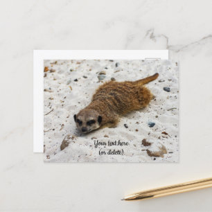Tarjeta postal de suricata relajada