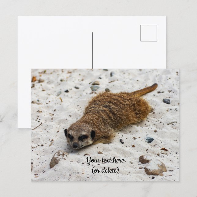 Tarjeta postal de suricata relajada (Anverso / Reverso)