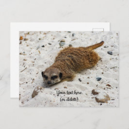 Tarjeta postal de suricata relajada