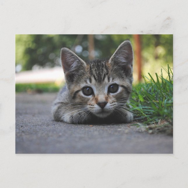 Tarjeta postal de Sweet Kitten (Anverso)