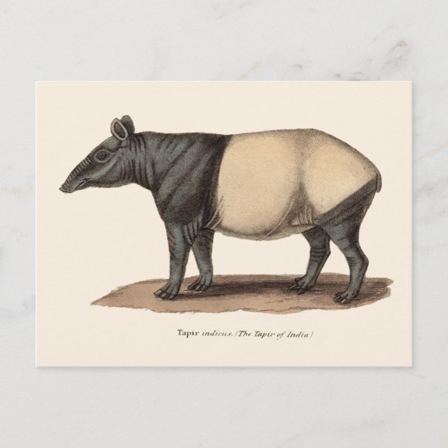 TARJETA POSTAL DE TAPIR (Anverso)