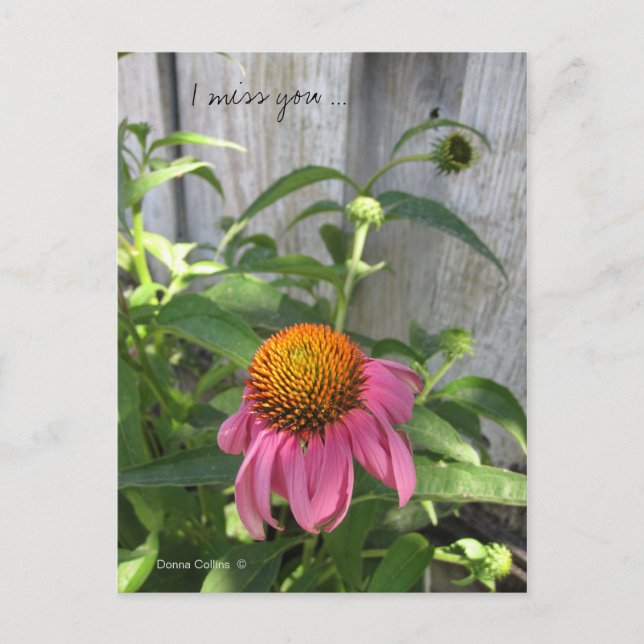 Tarjeta postal de Te Extraño Mucho (Anverso)