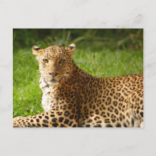 Tarjeta postal de TecBoy - Leopard