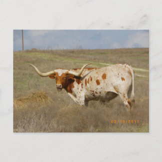 Tarjeta postal de Texas Long Horn