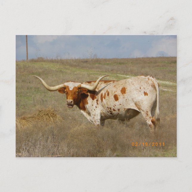 Tarjeta postal de Texas Long Horn (Anverso)