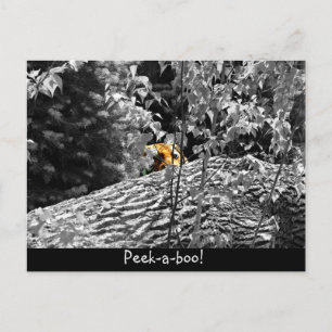 Tarjeta postal de Tigre Peek-a-boo