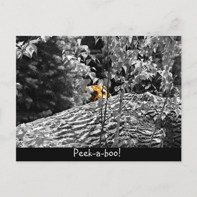 Tarjeta postal de Tigre Peek-a-boo (Anverso)