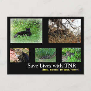 Tarjeta Postal de TNR de Gatos Asilvestrados