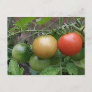Tarjeta postal de tomates ligeros de tráfico