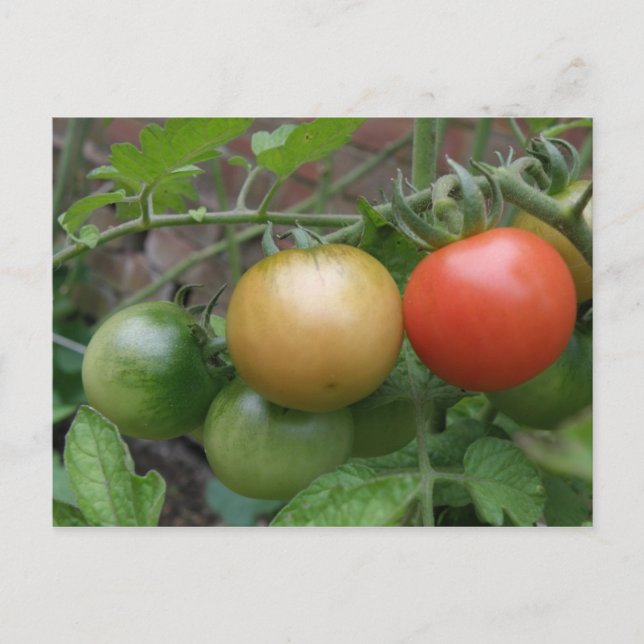 Tarjeta postal de tomates ligeros de tráfico (Anverso)