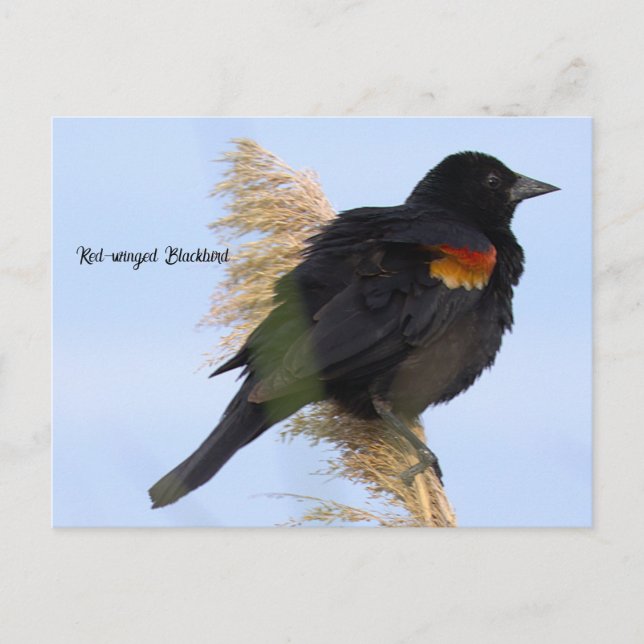 Tarjeta postal de tordo capirrojo (Anverso)