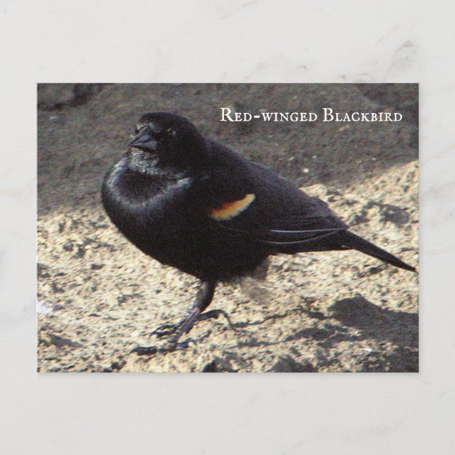 Tarjeta postal de tordo sargento (Anverso)