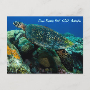 Tarjeta postal de tortuga marina