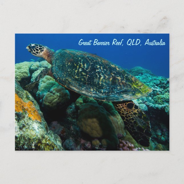 Tarjeta postal de tortuga marina (Anverso)