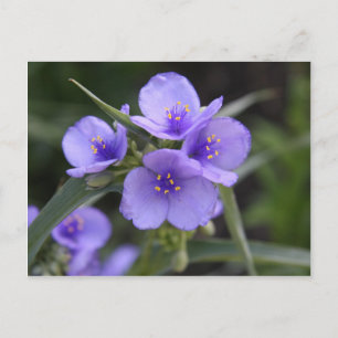 Tarjeta postal de Tradescantia