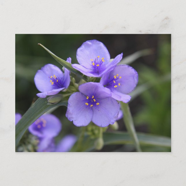 Tarjeta postal de Tradescantia (Anverso)