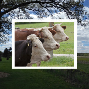 Tarjeta postal de tres vacas en una fila
