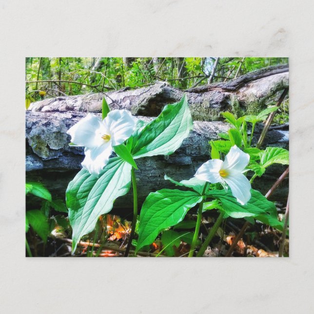 TARJETA POSTAL DE TRILLIUMS (Anverso)