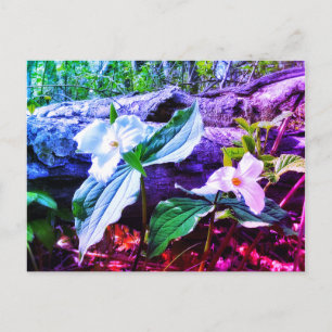TARJETA POSTAL DE TRILLIUMS RAINBOW
