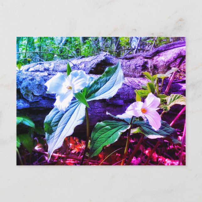 TARJETA POSTAL DE TRILLIUMS RAINBOW (Anverso)