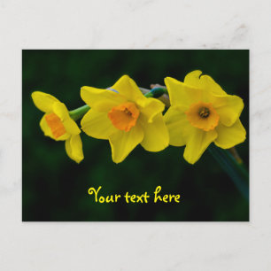 Tarjeta postal de trío de narcisos