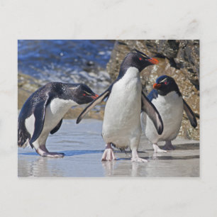 Tarjeta postal de trío rocoso