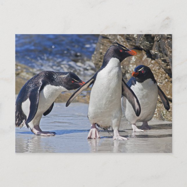 Tarjeta postal de trío rocoso (Anverso)