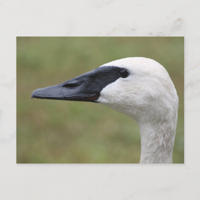 Tarjeta postal de Trumpeter Swan (Anverso)