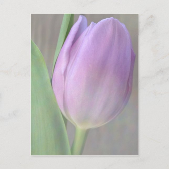 Tarjeta postal de Tulip de Lavender bonito (Anverso)
