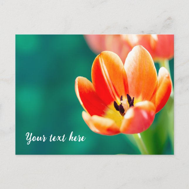 Tarjeta postal de tulipán naranja individual (Anverso)