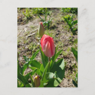 Tarjeta postal de tulipán rosa en el parque