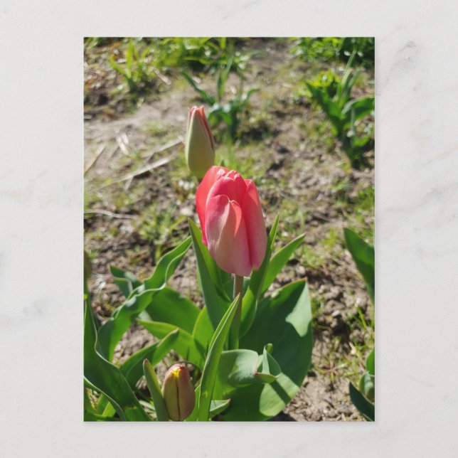 Tarjeta postal de tulipán rosa en el parque (Anverso)