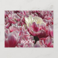 Tarjeta postal de tulipanes blancos rosados patrón