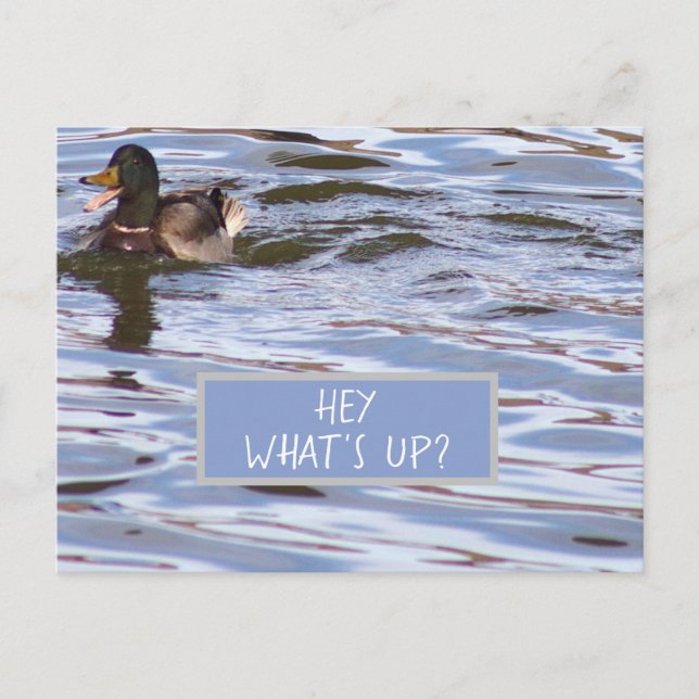 Tarjeta postal de un pato divertido (Anverso)